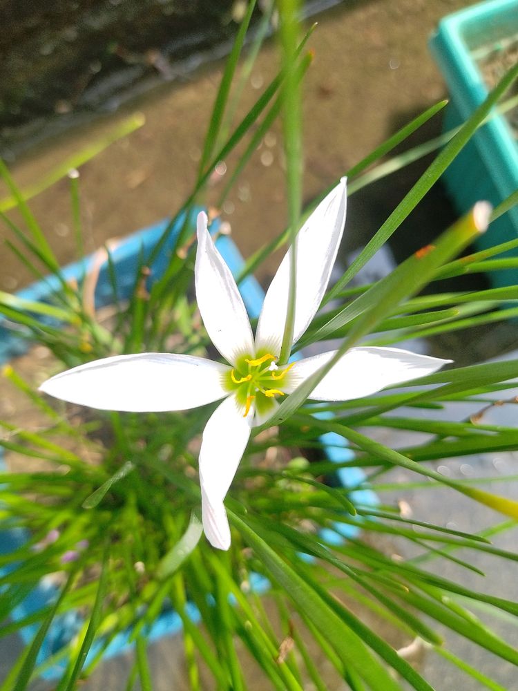 White Lily ☘️