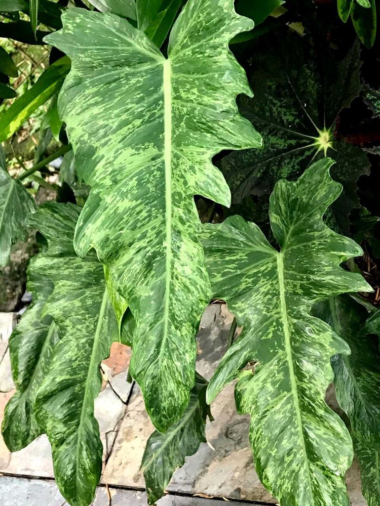 Philodendron golden dragon