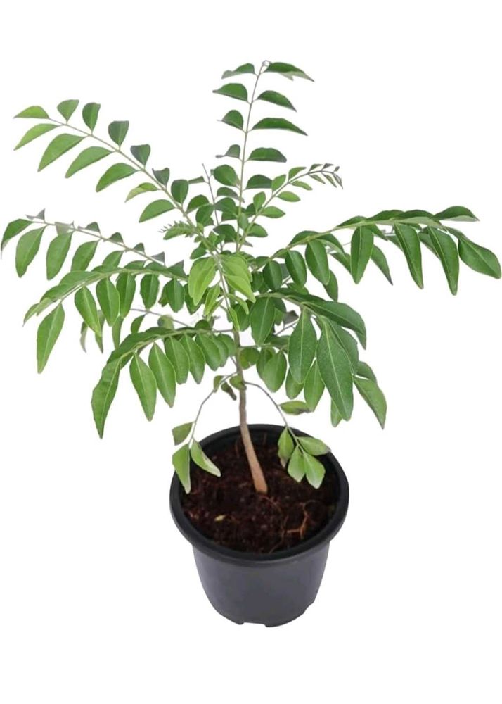 2 Healthy Curry Leaf Plant Sapling in  Pot