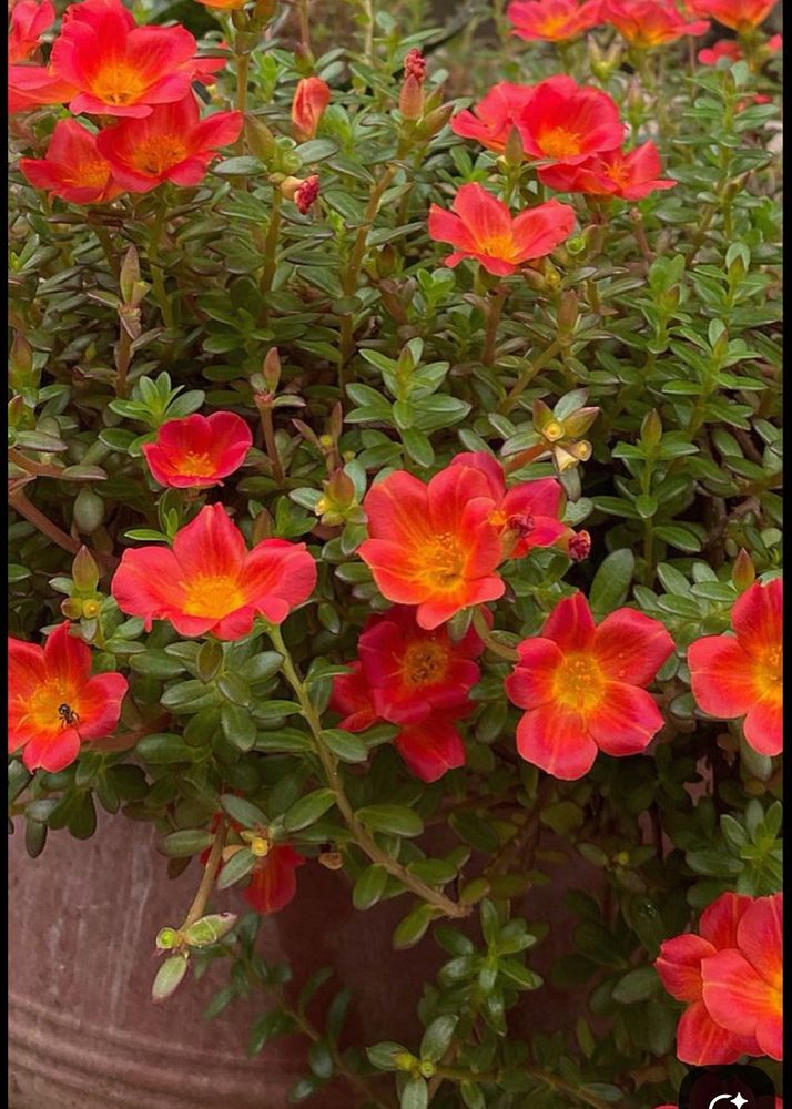 combo of 3 colour portulaca plant red yellow and p