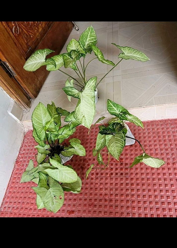 Set 3 Arrowhead Plants