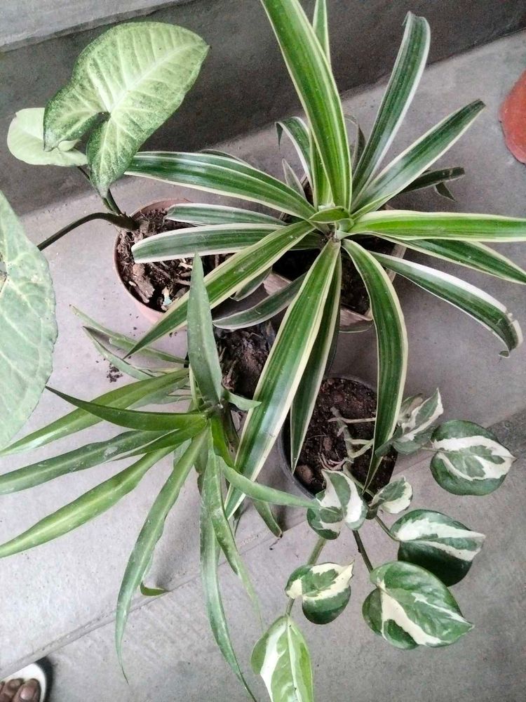 Assorted Potted Plants Bundle