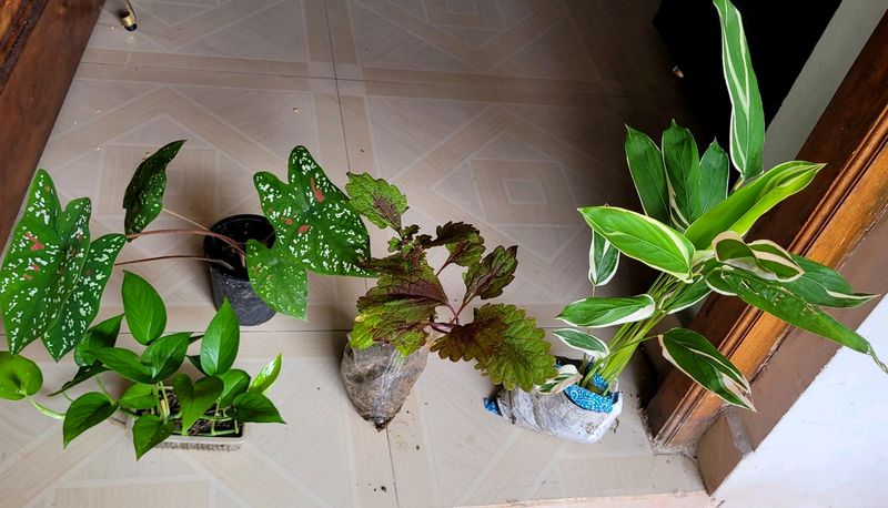 4 Set Plants🪴