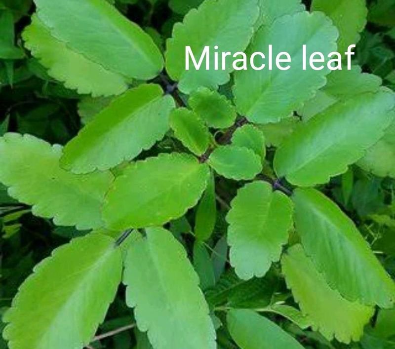 Combo Of 3 Plants @ Low Price