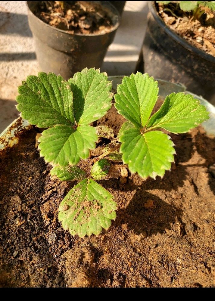 Hybrid Strawberry Plant combo Of 2