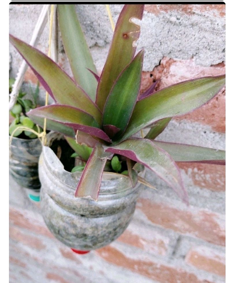 Plant with Rooted