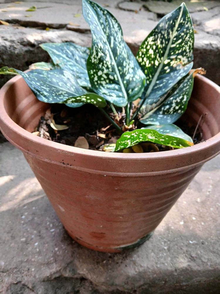 Aglaonema Plant