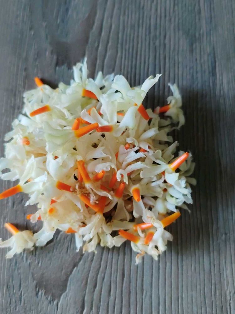 harshingar flower dried