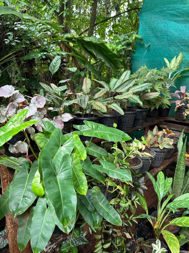 14 Live Root Plants
