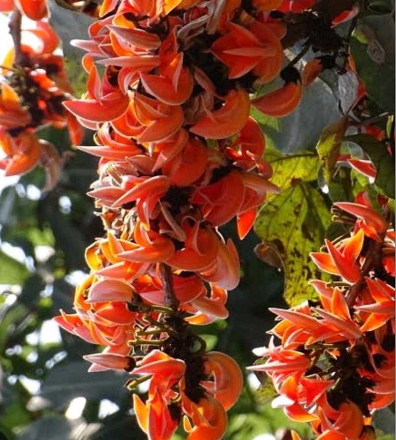 Palash Flowers