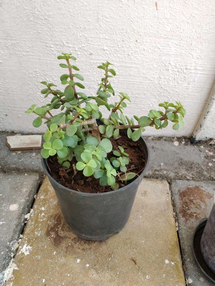 Jed plant ☘️☘️