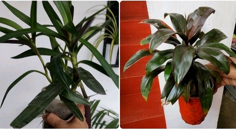 Pack 2 Moses-in-the-Cradle &amp; Syngonium Plant &amp; Pot