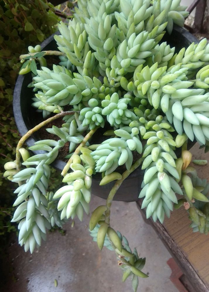 Donkey Tail Cutting