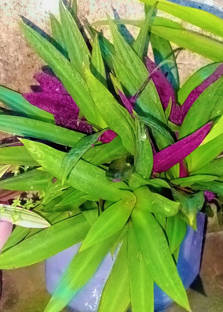 4 Different Types Of Rooted Live Plants