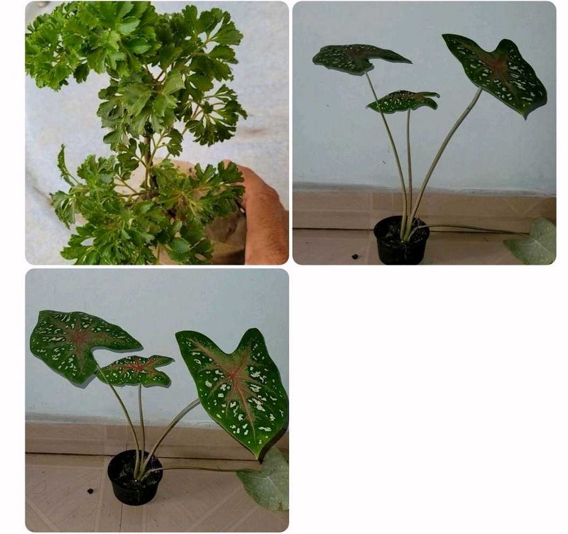 pack 2 Ming Aralia &amp; ujjalaseeds rare polka🪴