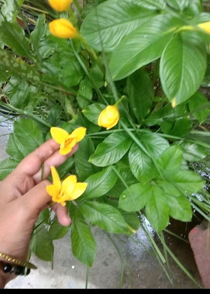 Best Summer 3Yellow Rain Lily Flowers Bulbs