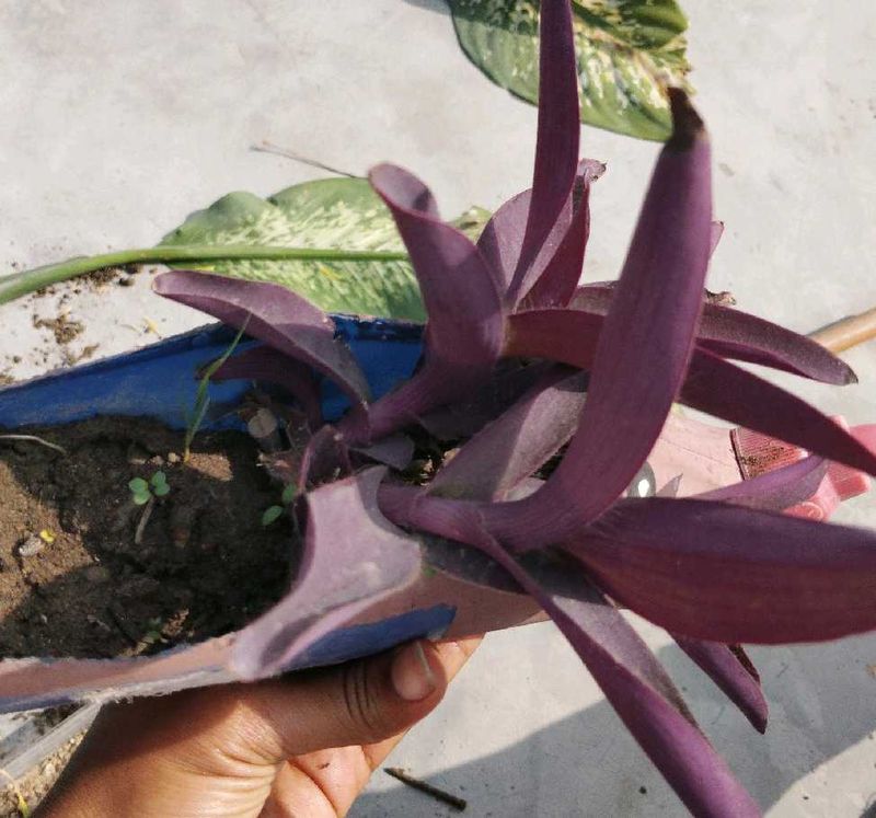 Purple Heart Plant
