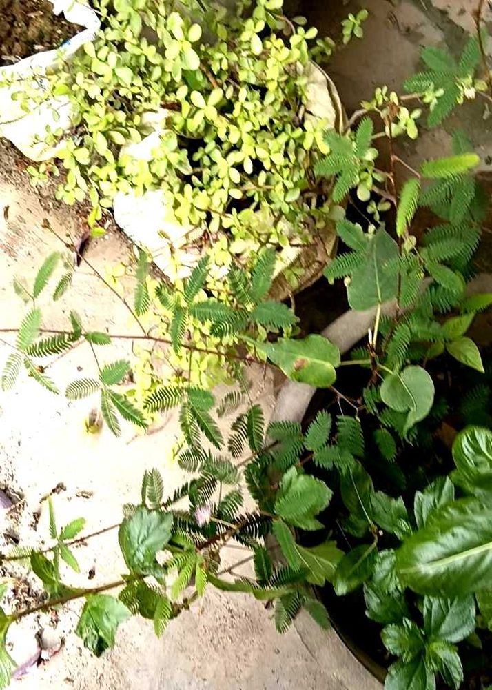Vibrant Green Live Plants
