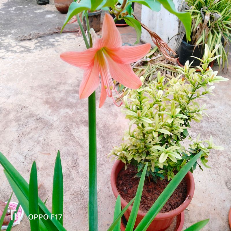 Two Colours Summer Lily Bulb, Red And Peach