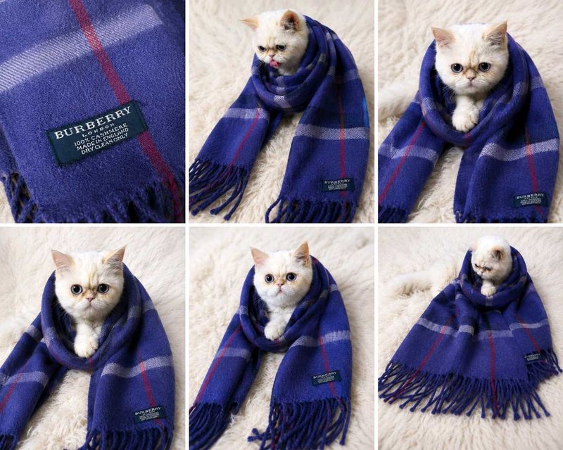 Burberry scarf