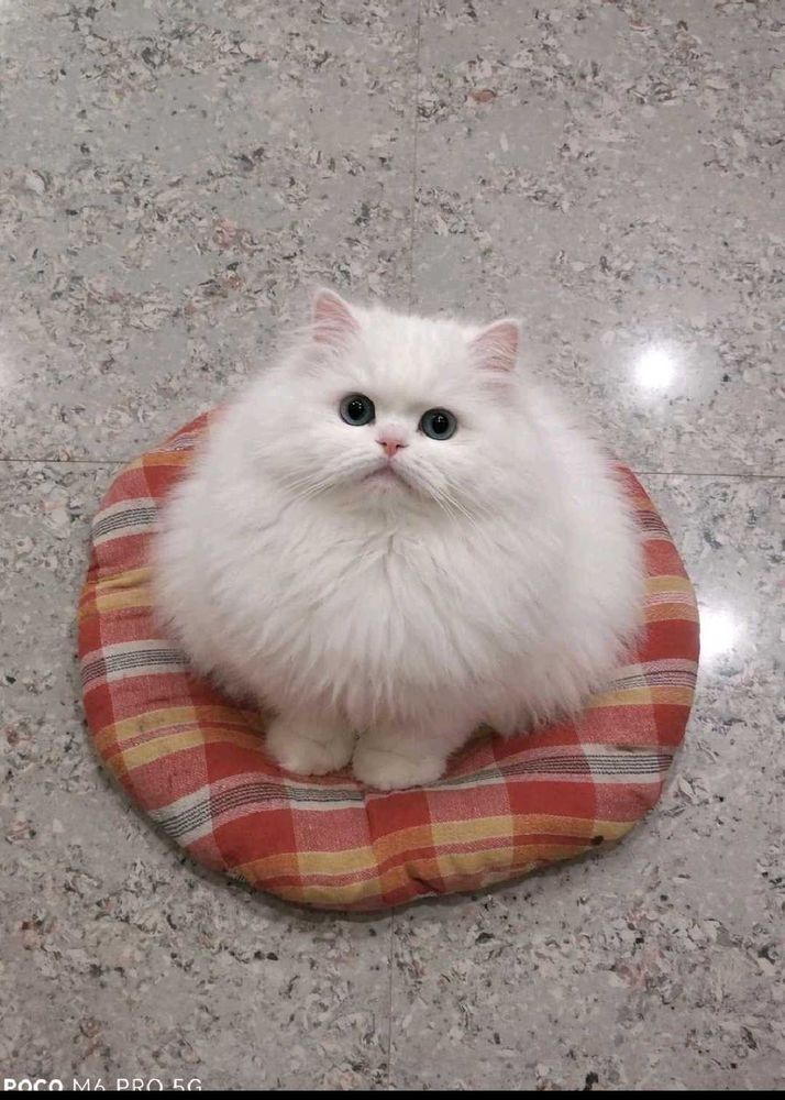 Fluffy Persian Cat Sitting on Cushion