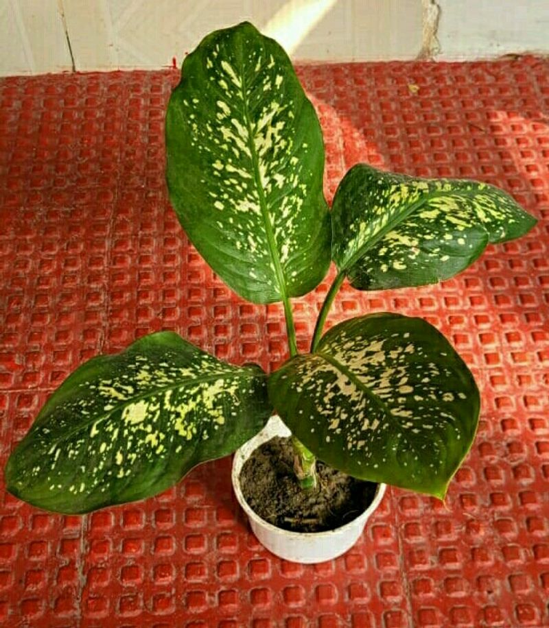 Dieffenbachias Amoen Plant 🌵&amp; pot