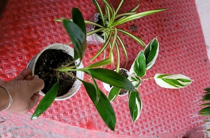 Set 3 Never...&amp;Dracaena Ruby Healthy Plant
