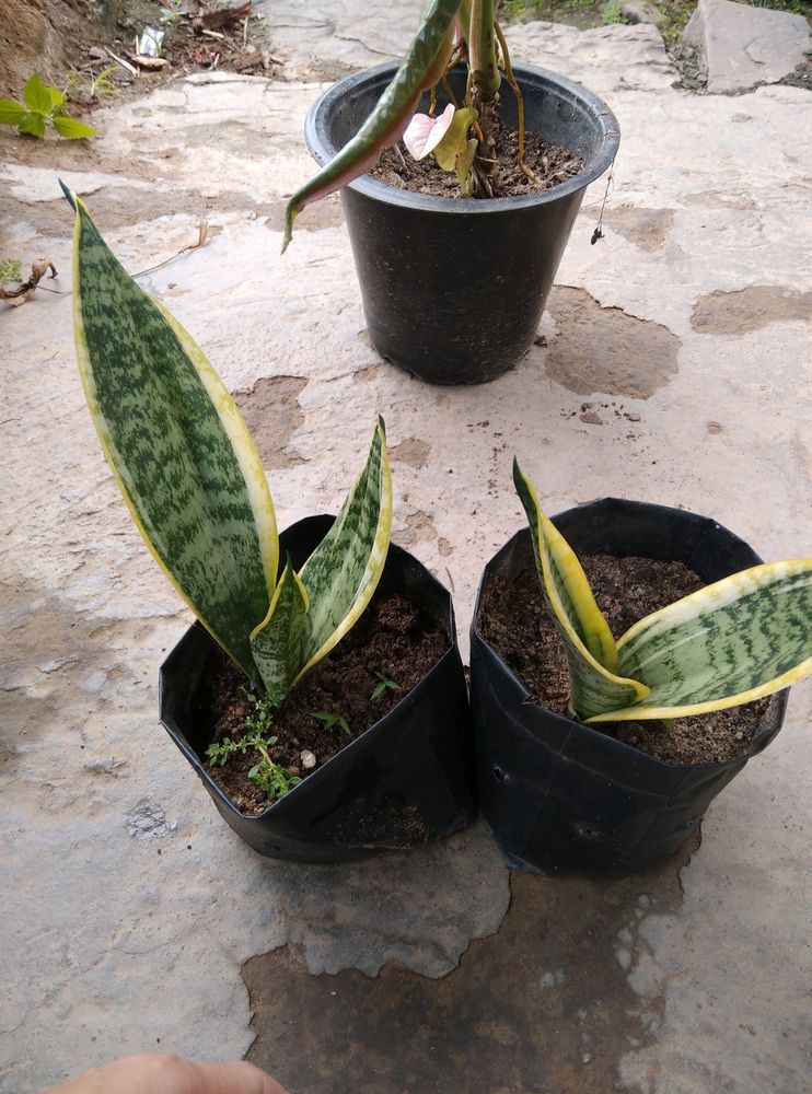 Snake Plant