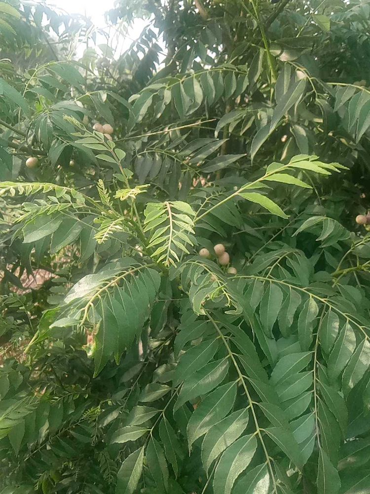 Kitchen Garden Plant