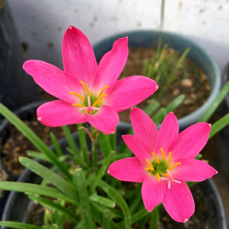 Rain Lily Bulb