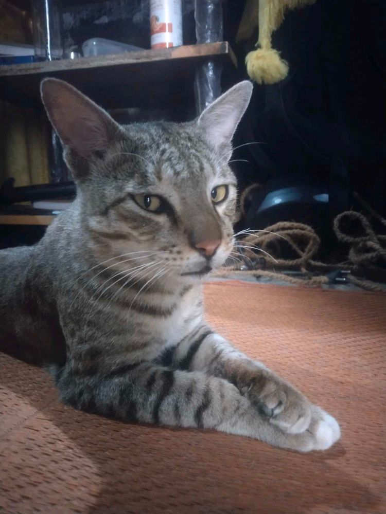 Home + Steet Cat ( Billa )