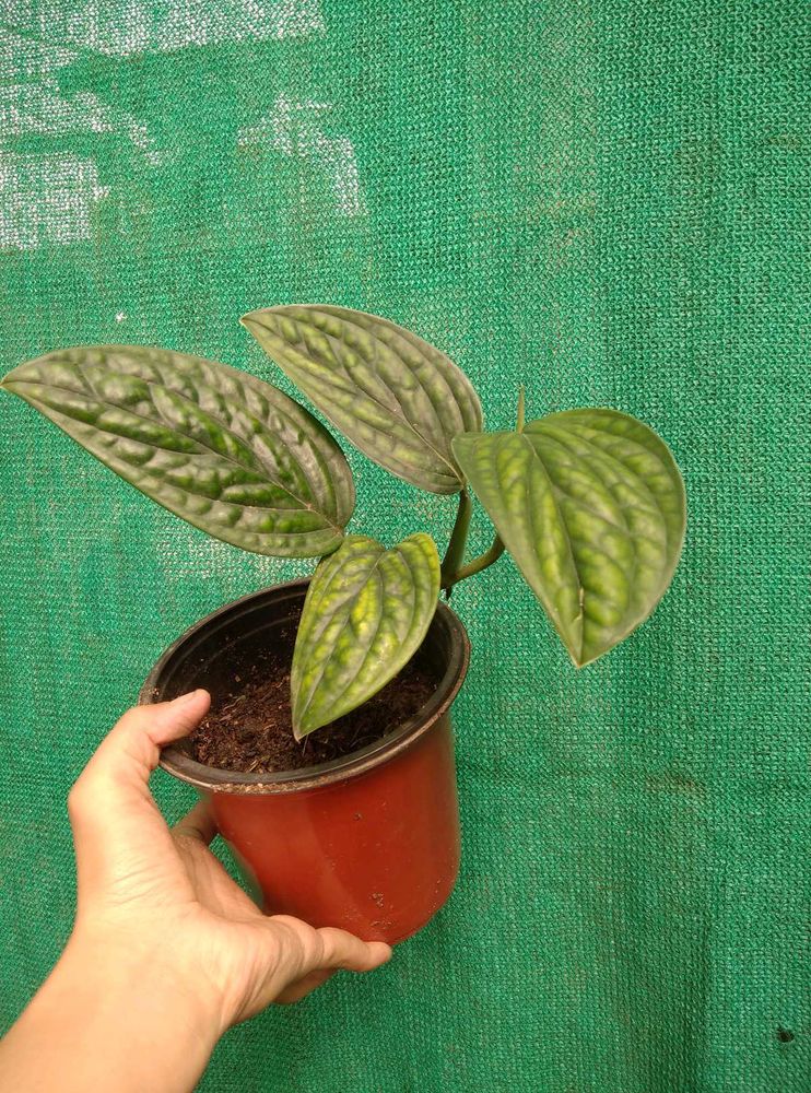 Monstera Peru Plant