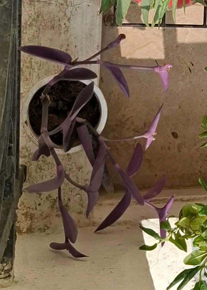 Purple Heart Plant