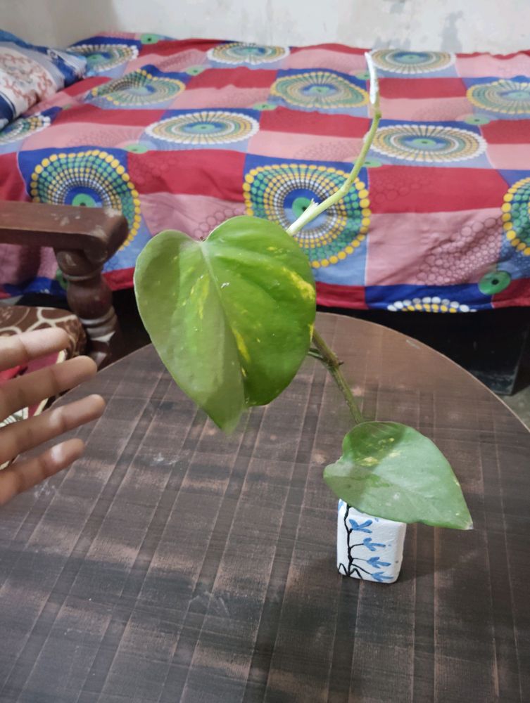 Glass Bottles With rooted Money Plant