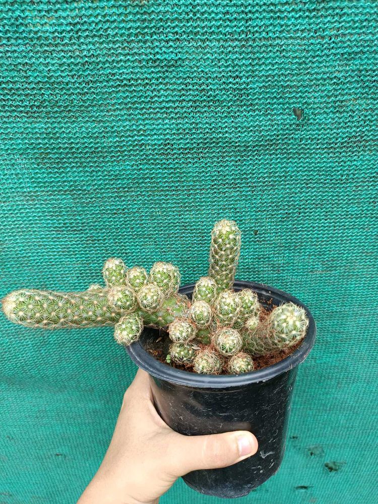 Mammillaria Elongata Cactus Plant