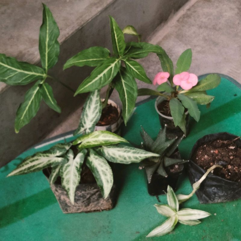 Mix Plants