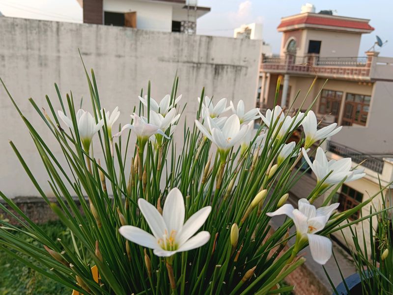 White Rain Lilly Bulb