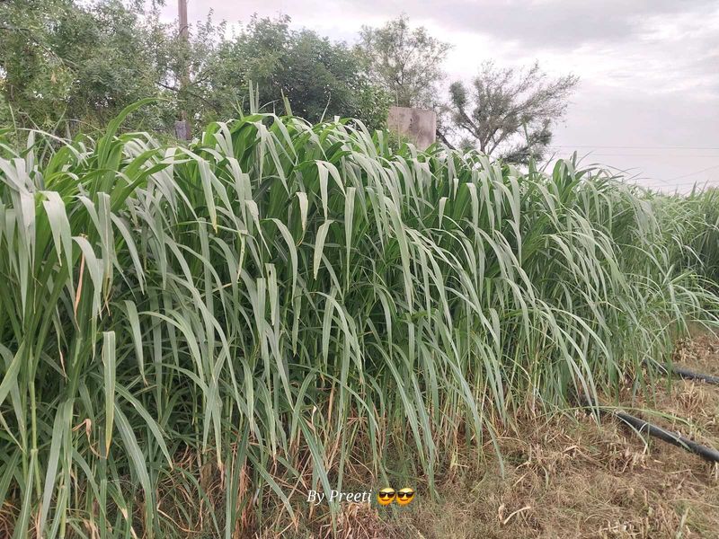 grass plant
