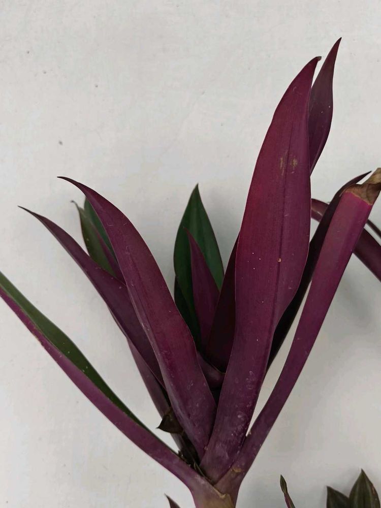 Tradescantia Spathacea Plant Cutting