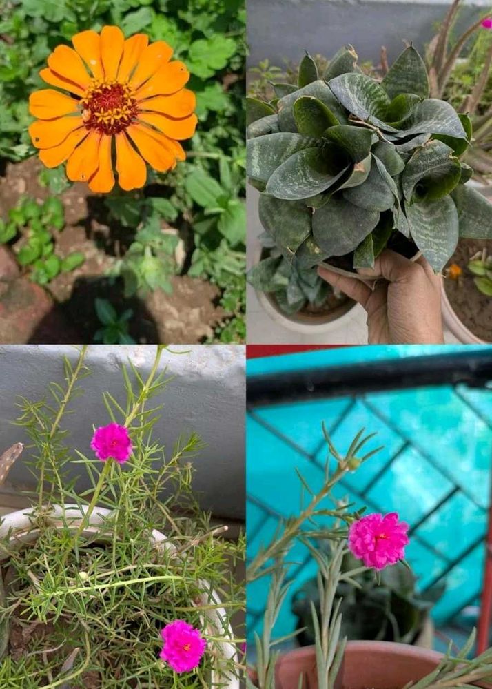 Plant combo of 3 🥀🌱