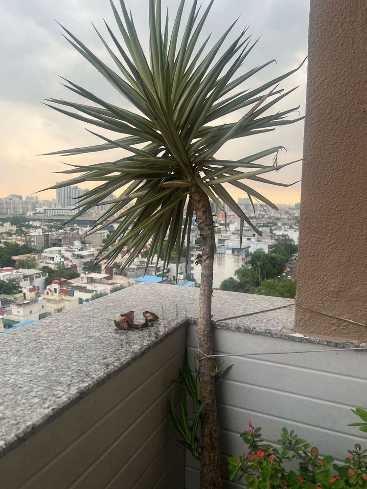Yucca Tree Plant pup quantity 1