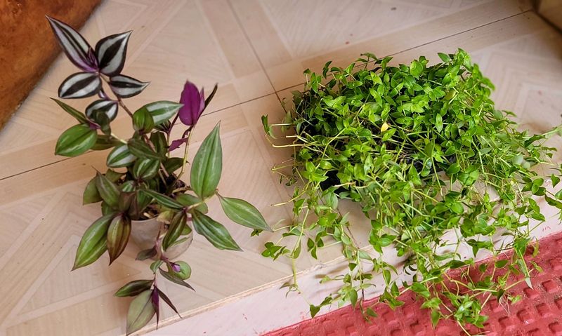 Pack 2 Zebronics &amp;Tradescantia fluminensis Pl
