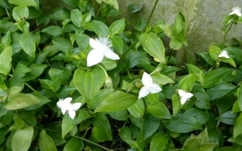 Tradescantia fluminensis.plants &amp; pot