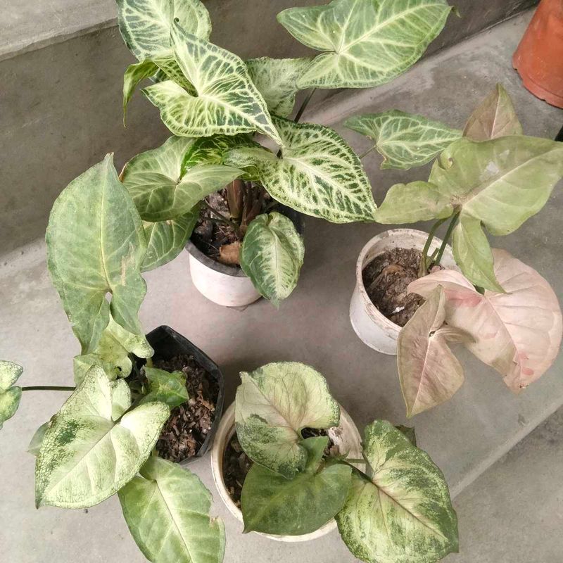 Healthy &amp; Beautiful Syngonium Plants