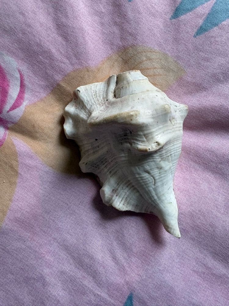 Antique Large Seashell Decor