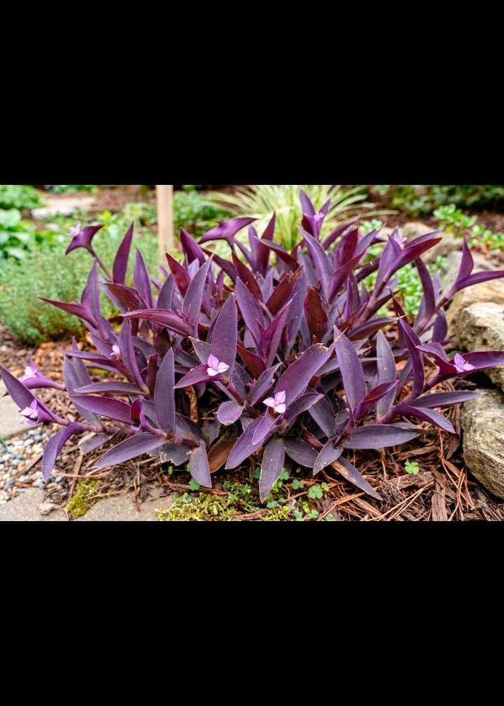 Beautiful Purple Heart Plant