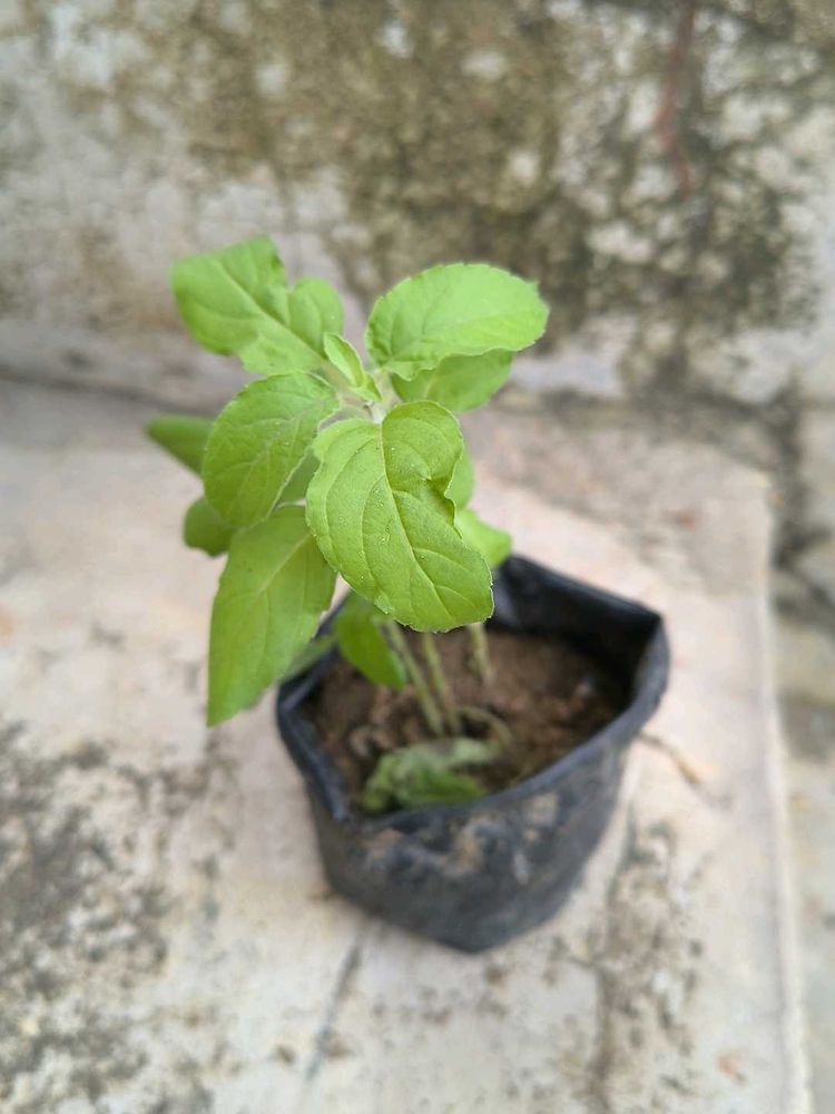 Healthy Holy Basil Plant