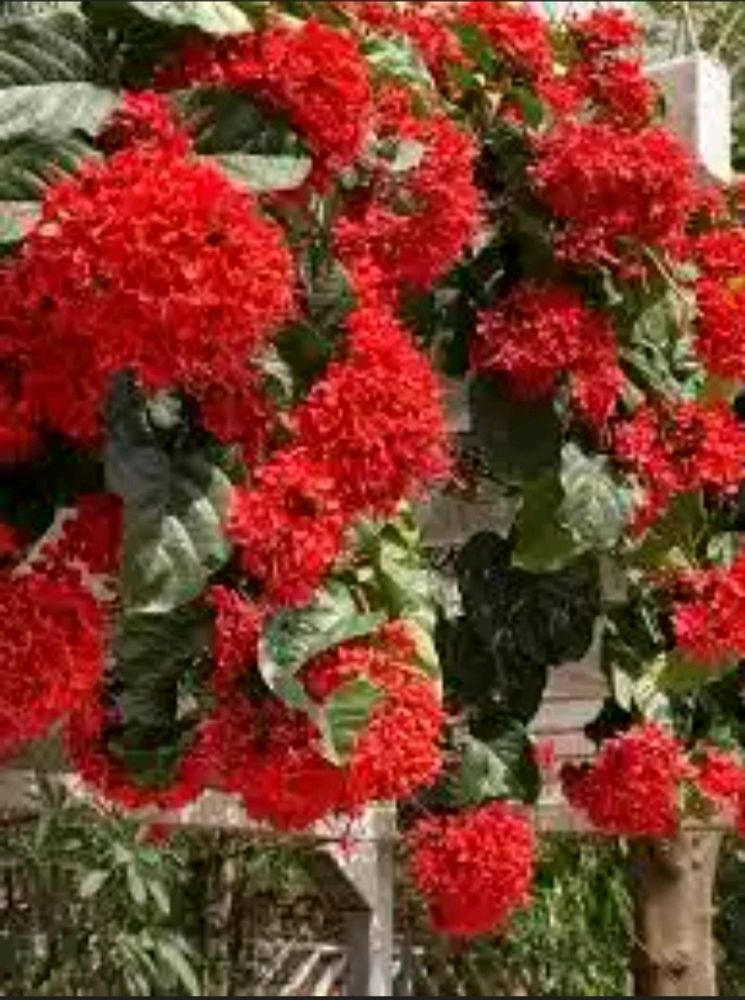 Plant (Flaming Glory Vine)