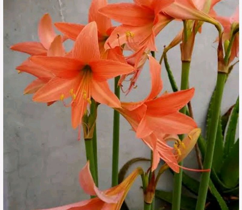 2 Bud Amaryllis Lilly Plant