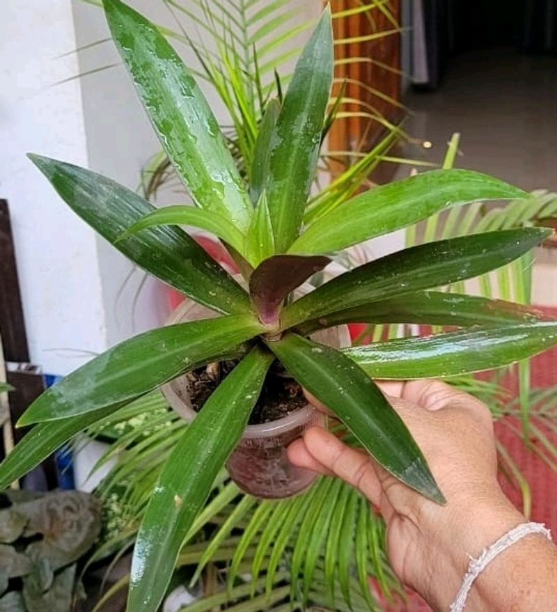 moses-in-the-Cradle Plant🌵&amp; Pot